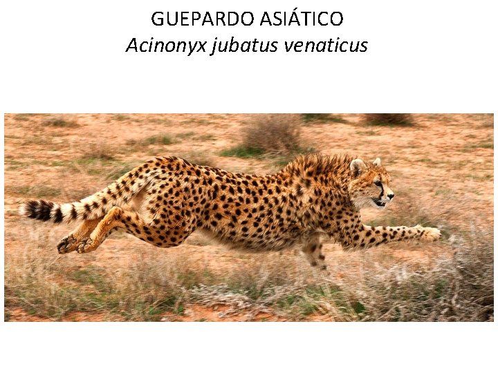 GUEPARDO ASIÁTICO Acinonyx jubatus venaticus 