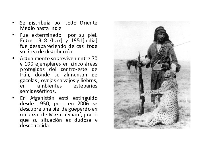 • Se distribuía por todo Oriente Medio hasta India • Fue exterminado por • Se distribuía por todo Oriente Medio hasta India • Fue exterminado por