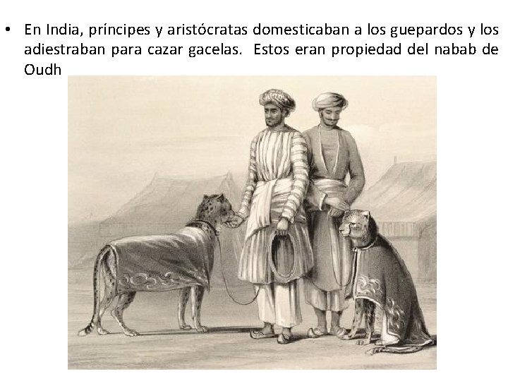  • En India, príncipes y aristócratas domesticaban a los guepardos y los adiestraban