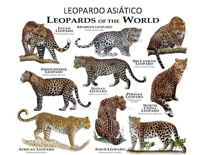 LEOPARDO ASIÁTICO LEOPARDO ASIÁTICO