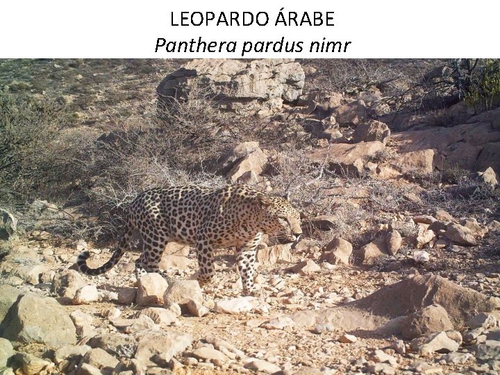 LEOPARDO ÁRABE Panthera pardus nimr LEOPARDO ÁRABE Panthera pardus nimr