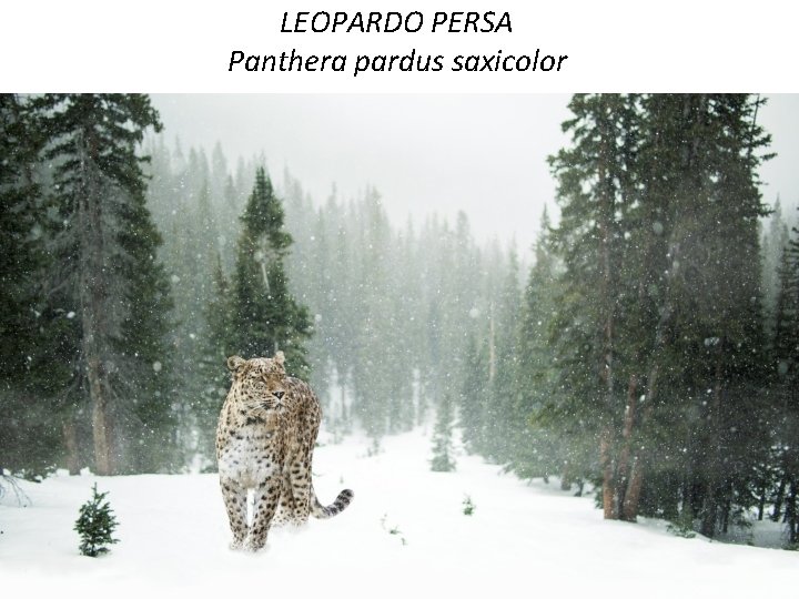 LEOPARDO PERSA Panthera pardus saxicolor 