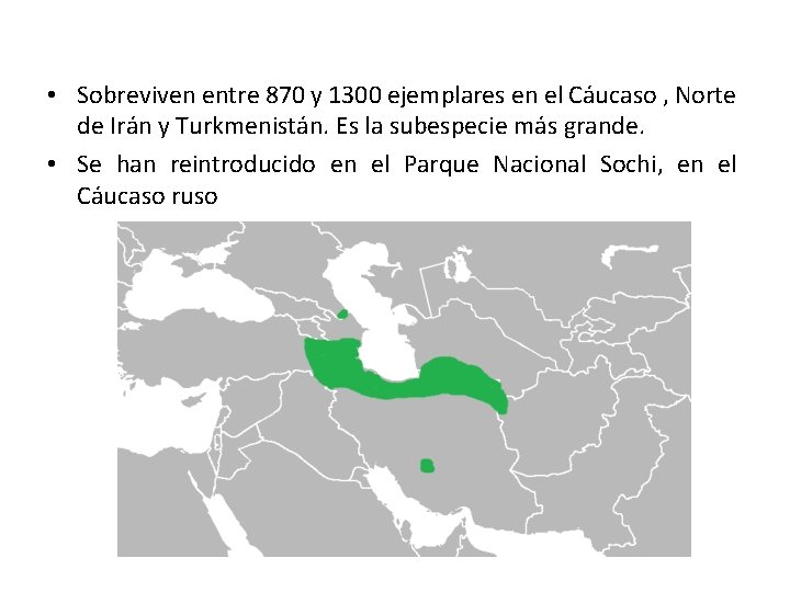  • Sobreviven entre 870 y 1300 ejemplares en el Cáucaso , Norte de