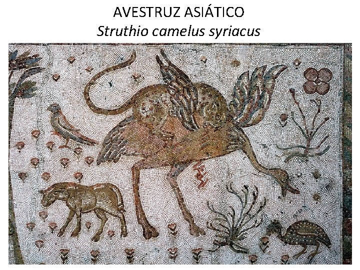 AVESTRUZ ASIÁTICO Struthio camelus syriacus 