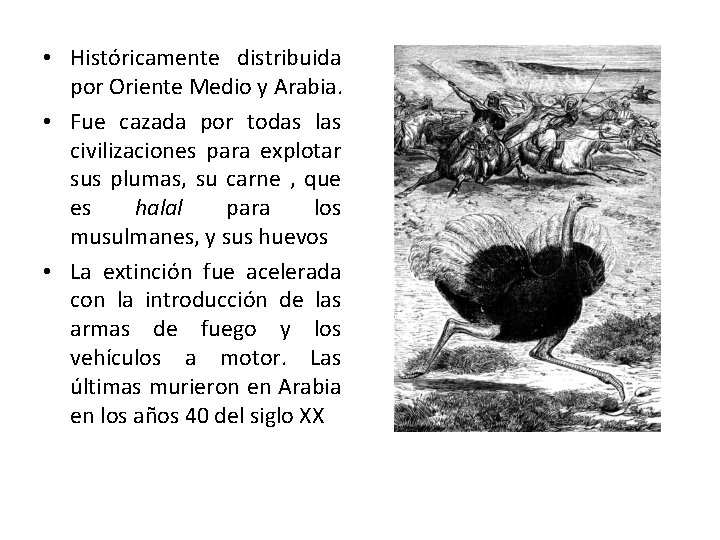 • Históricamente distribuida por Oriente Medio y Arabia. • Fue cazada por todas • Históricamente distribuida por Oriente Medio y Arabia. • Fue cazada por todas