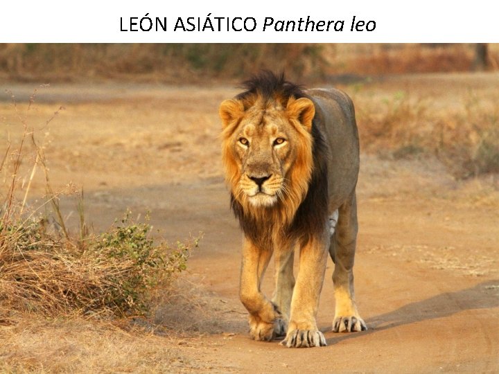 LEÓN ASIÁTICO Panthera leo LEÓN ASIÁTICO Panthera leo