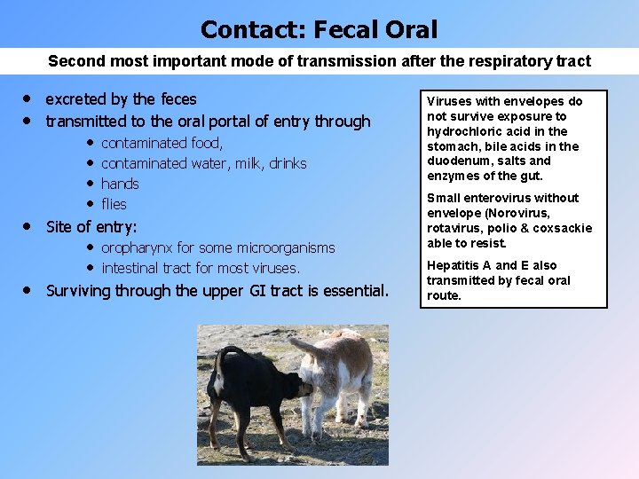 Contact: Fecal Oral Second most important mode of transmission after the respiratory tract •