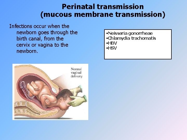 Perinatal transmission (mucous membrane transmission) Infections occur when the newborn goes through the birth