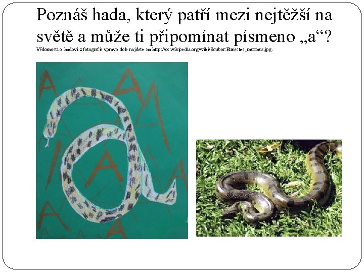Poznáš hada, který patří mezi nejtěžší na světě a může ti připomínat písmeno „a“?