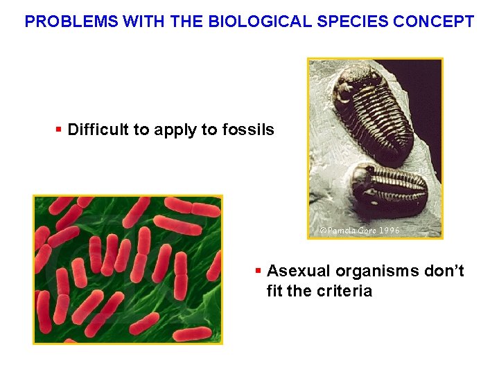 PROBLEMS WITH THE BIOLOGICAL SPECIES CONCEPT § Difficult to apply to fossils § Asexual