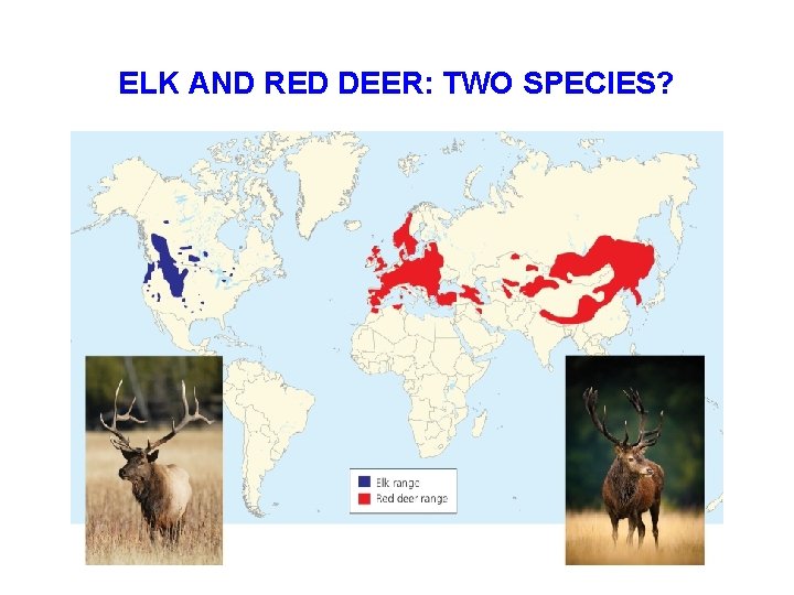 ELK AND RED DEER: TWO SPECIES? 