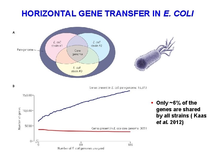 HORIZONTAL GENE TRANSFER IN E. COLI § Only ~6% of the genes are shared