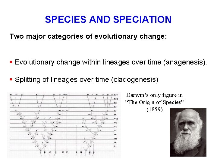 SPECIES AND SPECIATION Two major categories of evolutionary change: § Evolutionary change within lineages SPECIES AND SPECIATION Two major categories of evolutionary change: § Evolutionary change within lineages