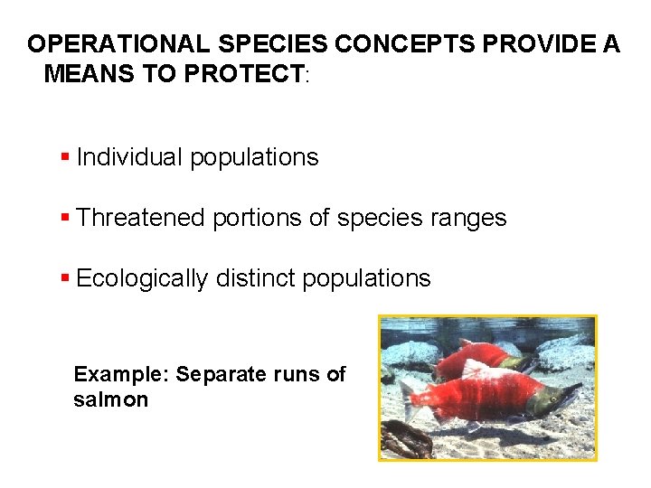 OPERATIONAL SPECIES CONCEPTS PROVIDE A MEANS TO PROTECT: § Individual populations § Threatened portions