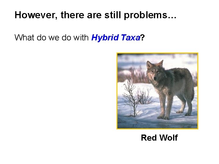 However, there are still problems… What do we do with Hybrid Taxa? Red Wolf
