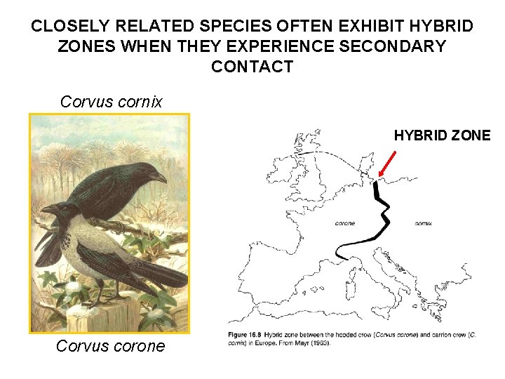 CLOSELY RELATED SPECIES OFTEN EXHIBIT HYBRID ZONES WHEN THEY EXPERIENCE SECONDARY CONTACT Corvus cornix