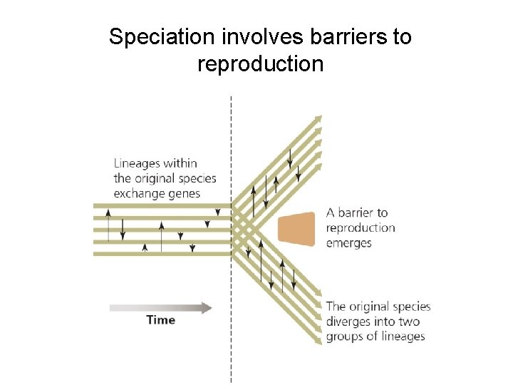 Speciation involves barriers to reproduction 