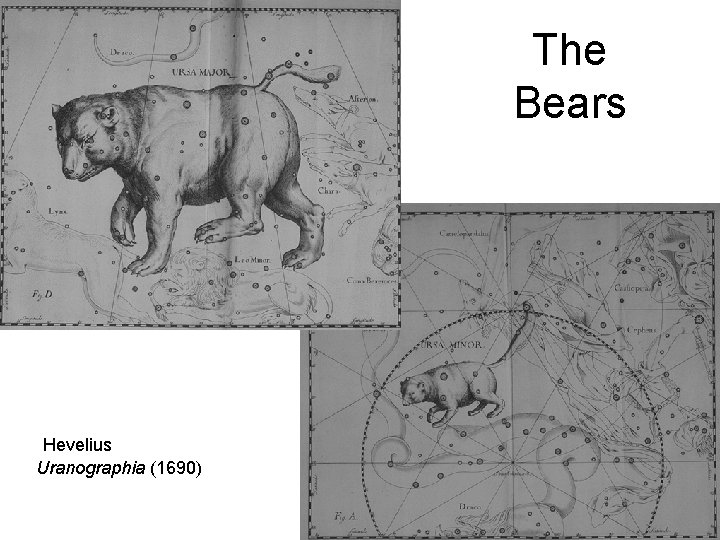 The Bears Hevelius Uranographia (1690) 