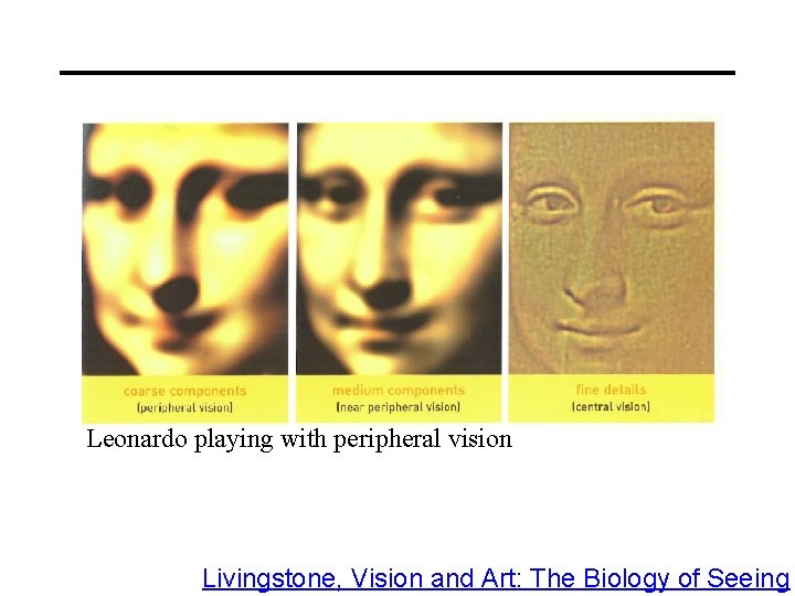 Leonardo playing with peripheral vision Livingstone, Vision and Art: The Biology of Seeing 