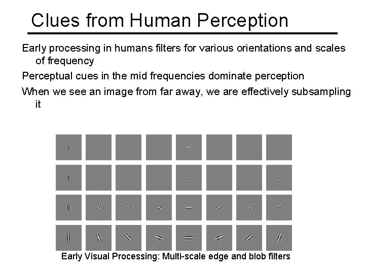 Clues from Human Perception Early processing in humans filters for various orientations and scales
