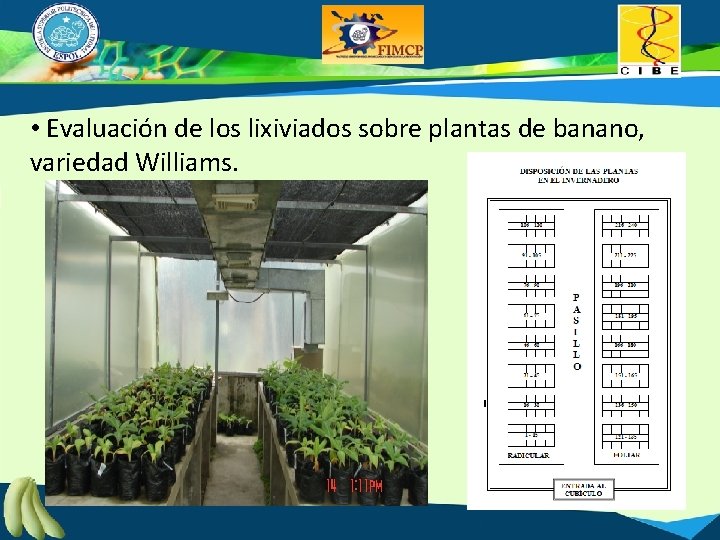  • Evaluación de los lixiviados sobre plantas de banano, variedad Williams. 