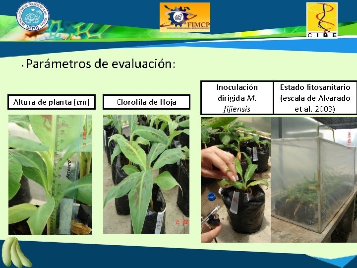  • Parámetros de evaluación: Altura de planta (cm) Clorofila de Hoja Inoculación dirigida