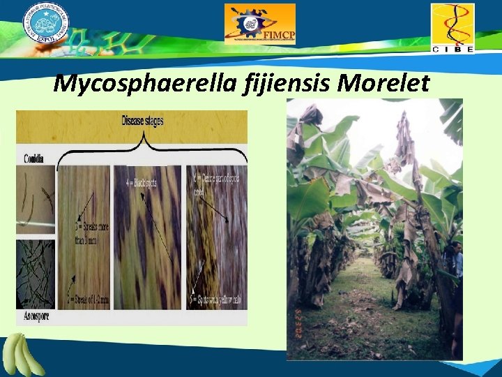 Mycosphaerella fijiensis Morelet 