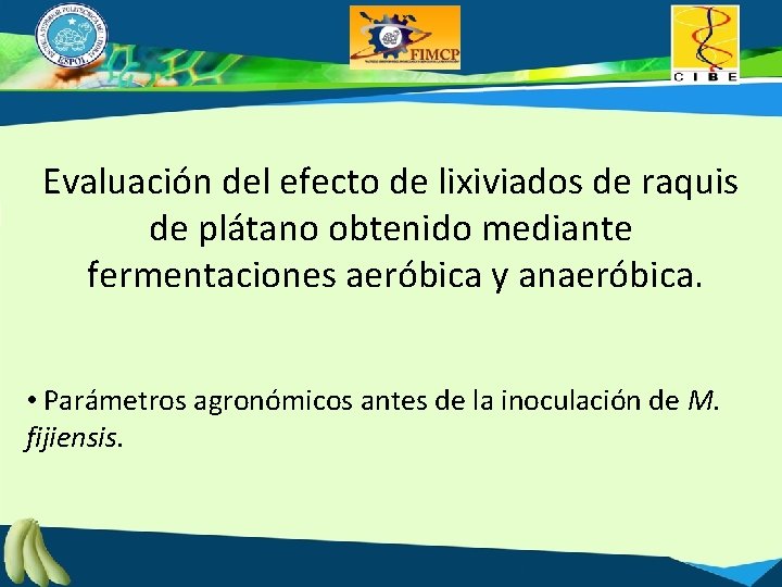 Evaluación del efecto de lixiviados de raquis de plátano obtenido mediante fermentaciones aeróbica y