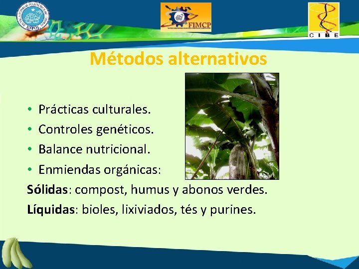 Métodos alternativos • Prácticas culturales. • Controles genéticos. • Balance nutricional. • Enmiendas orgánicas: