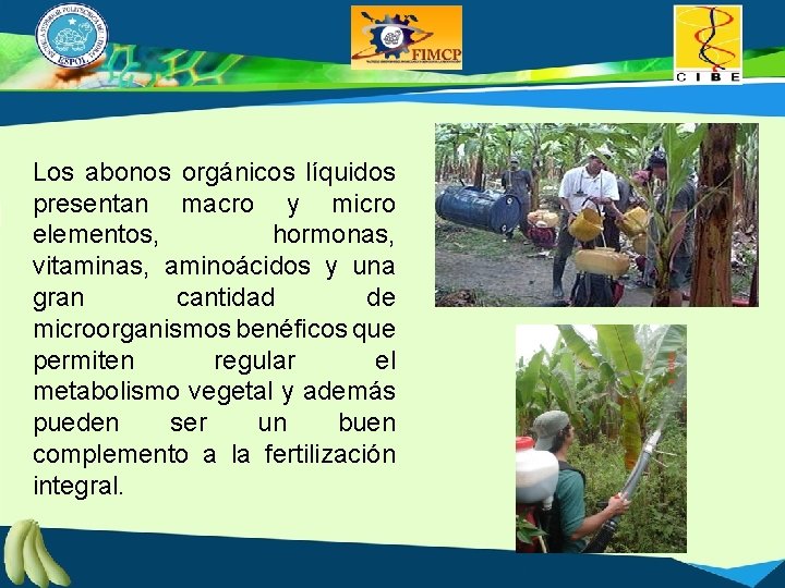 Los abonos orgánicos líquidos presentan macro y micro elementos, hormonas, vitaminas, aminoácidos y una