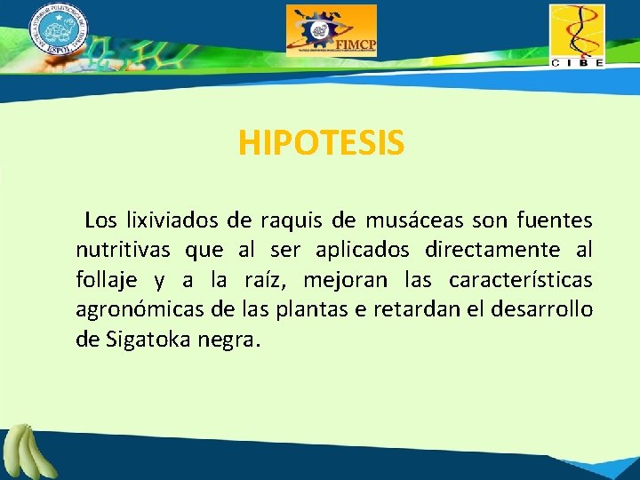 HIPOTESIS Los lixiviados de raquis de musáceas son fuentes nutritivas que al ser aplicados