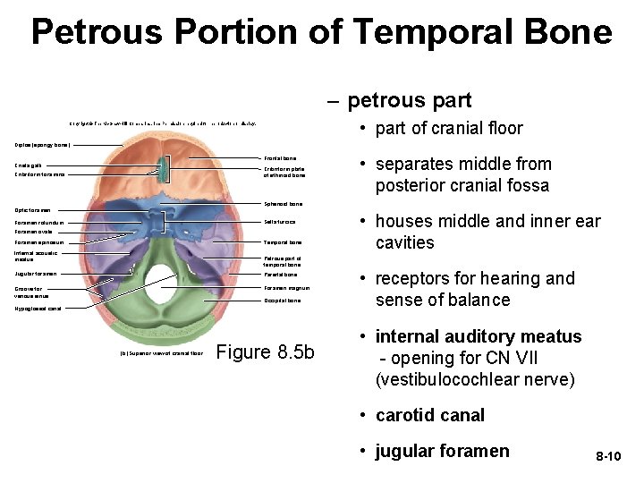 Petrous Portion of Temporal Bone – petrous part • part of cranial floor Copyright