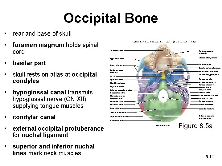 Occipital Bone • rear and base of skull • foramen magnum holds spinal cord