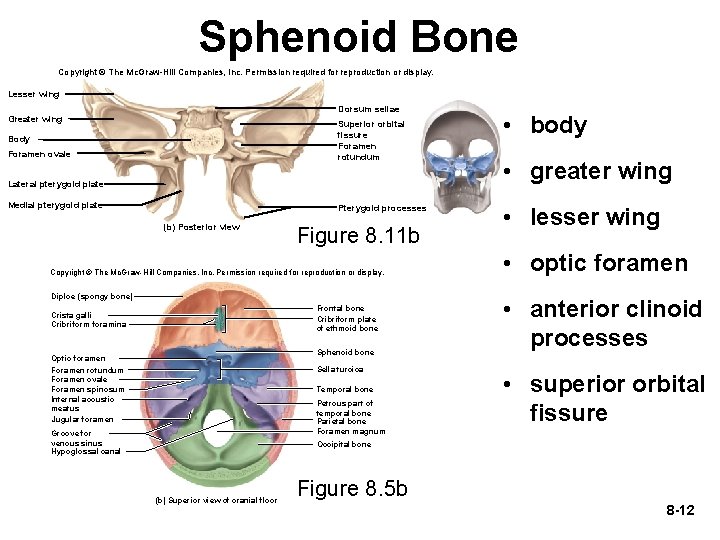 Sphenoid Bone Copyright © The Mc. Graw-Hill Companies, Inc. Permission required for reproduction or