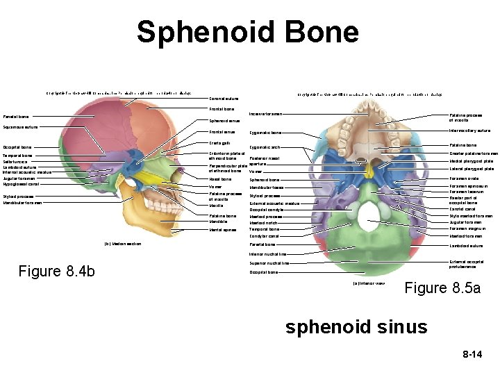 Sphenoid Bone Copyright © The Mc. Graw-Hill Companies, Inc. Permission required for reproduction or