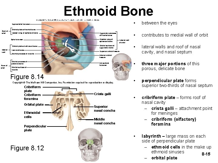 Ethmoid Bone Copyright © The Mc. Graw-Hill Companies, Inc. Permission required for reproduction or