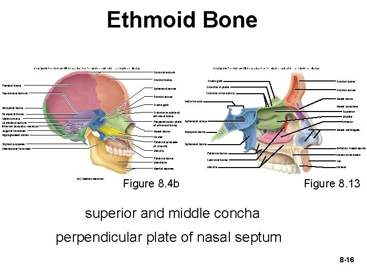 Ethmoid Bone Copyright © The Mc. Graw-Hill Companies, Inc. Permission required for reproduction or