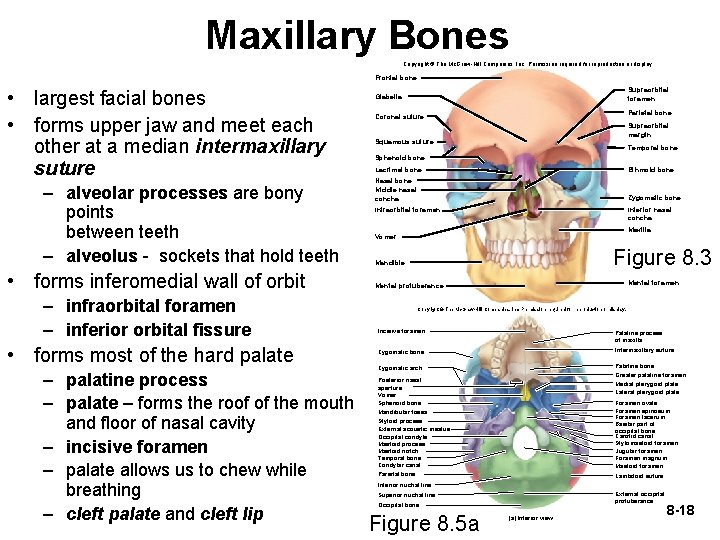 Maxillary Bones Copyright © The Mc. Graw-Hill Companies, Inc. Permission required for reproduction or