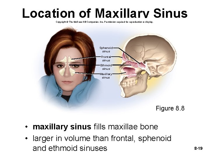 Location of Maxillary Sinus Copyright © The Mc. Graw-Hill Companies, Inc. Permission required for