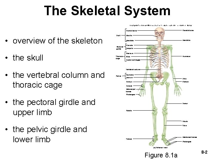 The Skeletal System Copyright © The Mc. Graw-Hill Companies, Inc. Permission required for reproduction