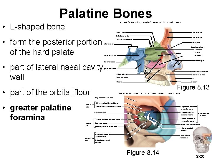 Palatine Bones Copyright © The Mc. Graw-Hill Companies, Inc. Permission required for reproduction or