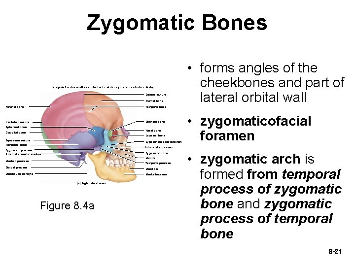 Zygomatic Bones Copyright © The Mc. Graw-Hill Companies, Inc. Permission required for reproduction or