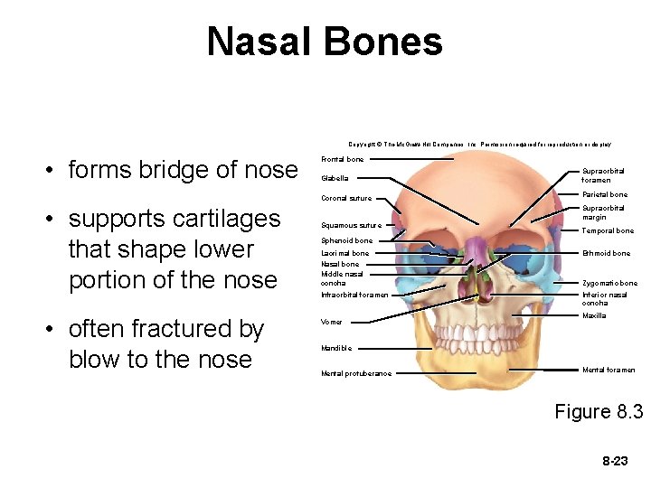 Nasal Bones Copyright © The Mc. Graw-Hill Companies, Inc. Permission required for reproduction or