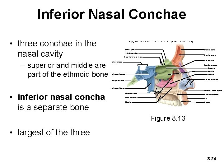 Inferior Nasal Conchae • three conchae in the nasal cavity – superior and middle