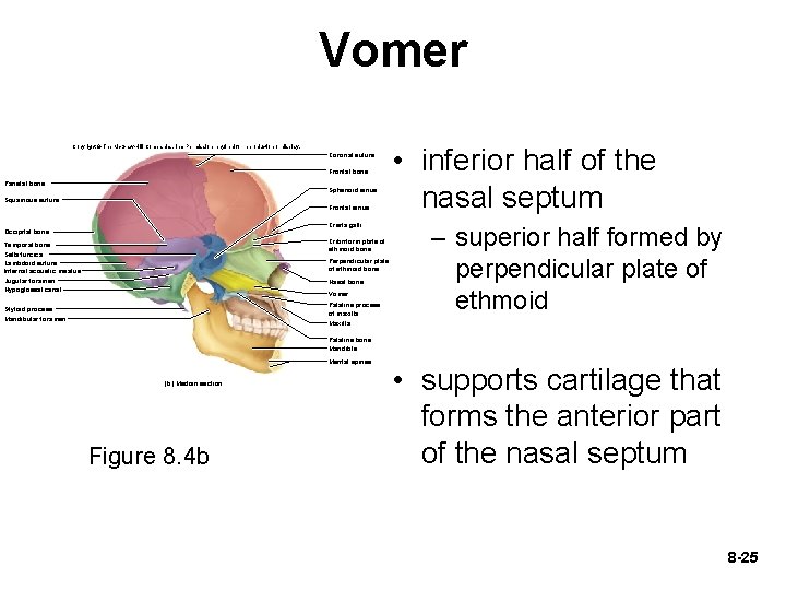 Vomer Copyright © The Mc. Graw-Hill Companies, Inc. Permission required for reproduction or display.