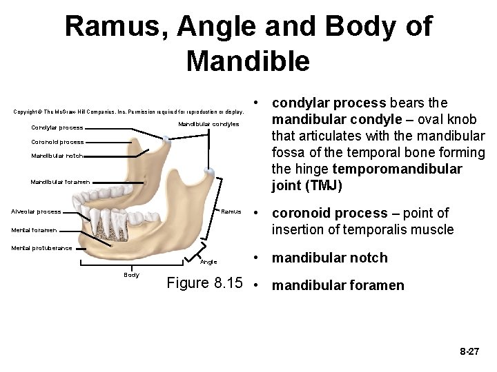 Ramus, Angle and Body of Mandible Copyright © The Mc. Graw-Hill Companies, Inc. Permission