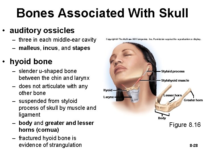 Bones Associated With Skull • auditory ossicles – three in each middle-ear cavity –