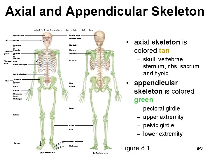 Axial and Appendicular Skeleton Copyright © The Mc. Graw-Hill Companies, Inc. Permission required for