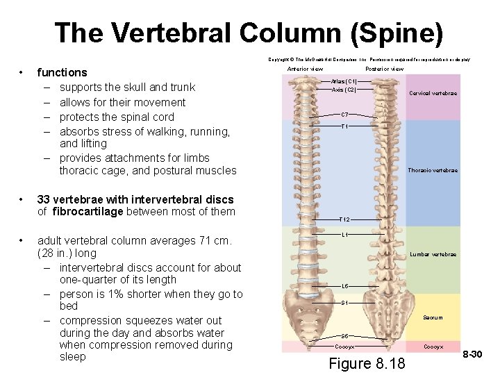 The Vertebral Column (Spine) Copyright © The Mc. Graw-Hill Companies, Inc. Permission required for