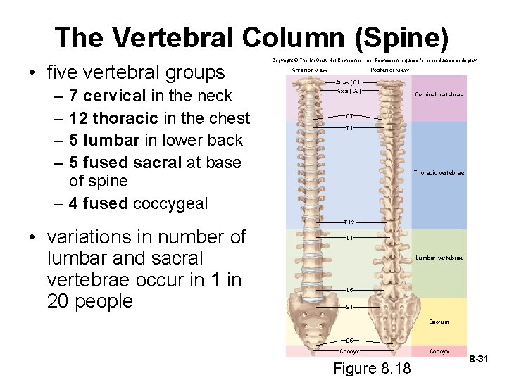 The Vertebral Column (Spine) • five vertebral groups – – 7 cervical in the